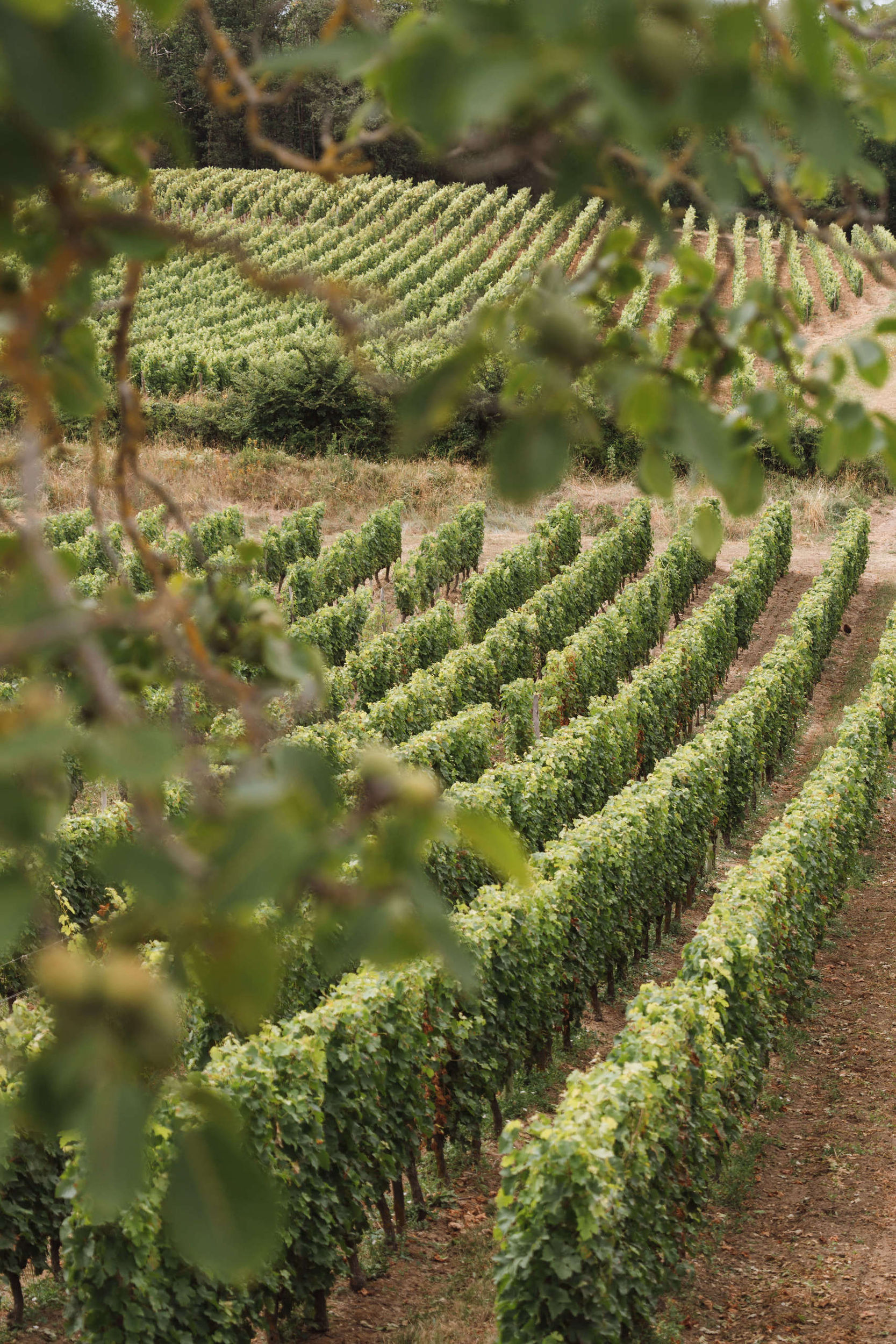 Les Poyeux et Saint-Vincent - Langlois Crémant de Loire