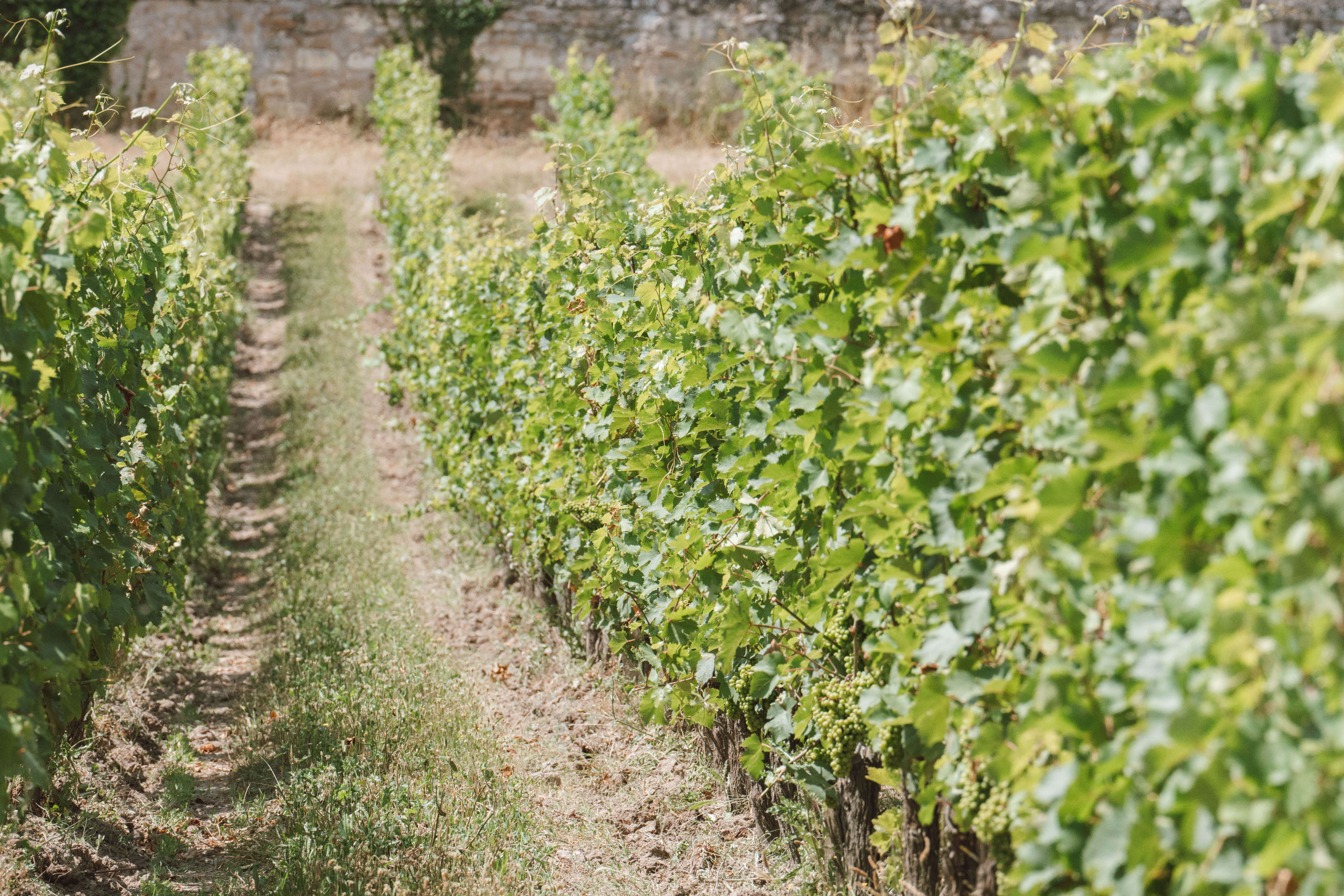 L’empreinte du Chenin - Langlois Crémant de Loire