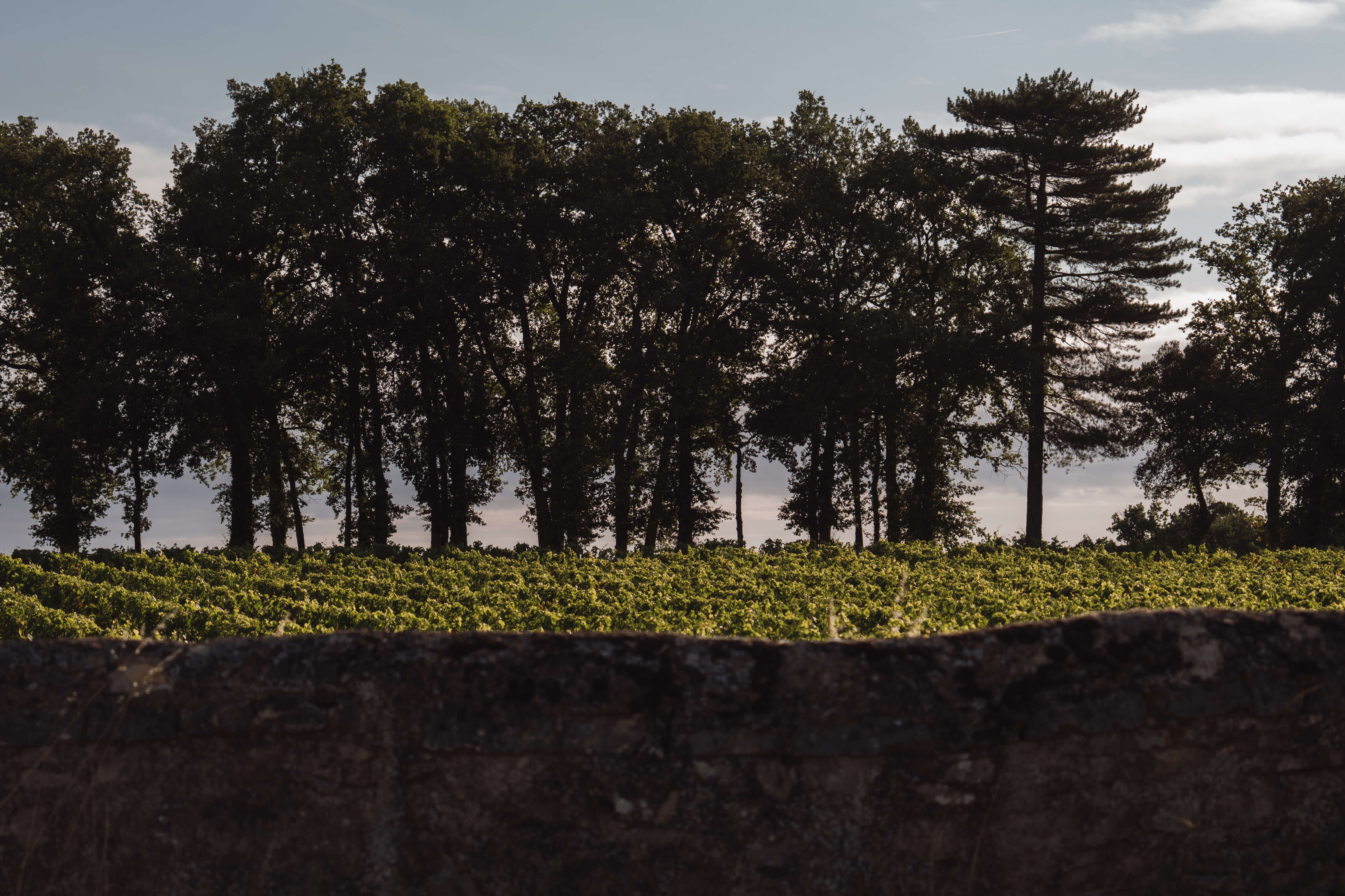 Clos Saint-Florent, AOP Saumur blanc - Langlois Crémant de Loire