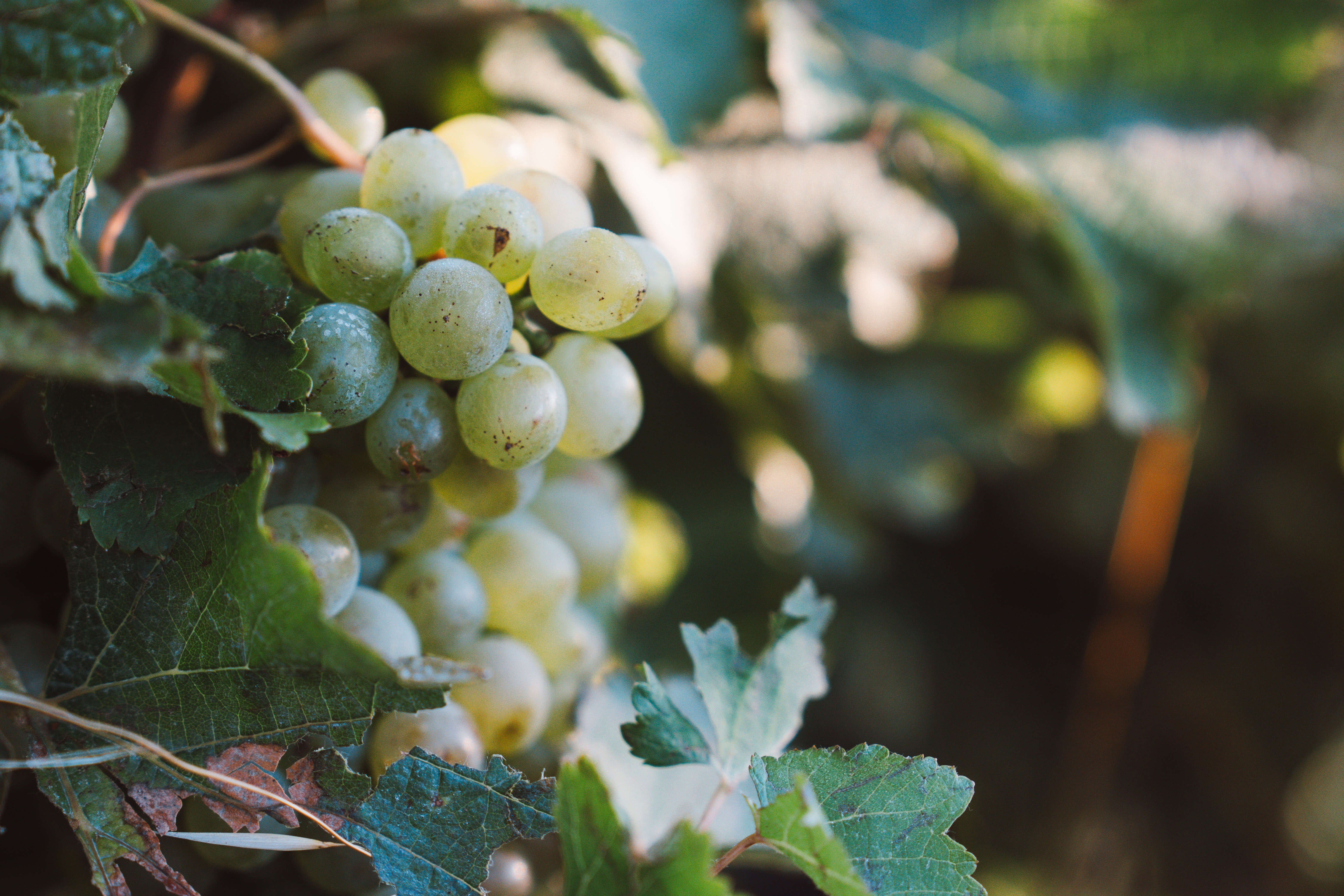 Une nature engagée - Langlois Crémant de Loire