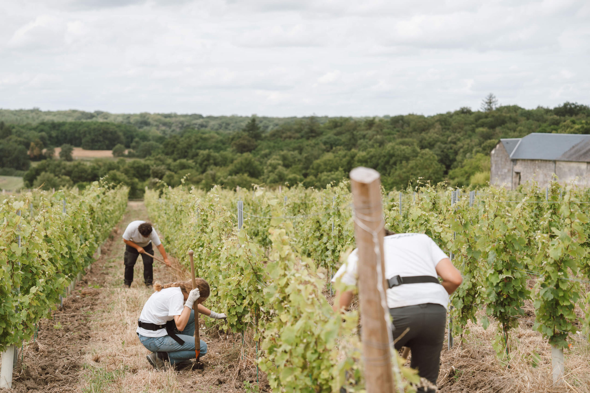 Vendanges Langlois 2023 - Langlois Crémant de Loire