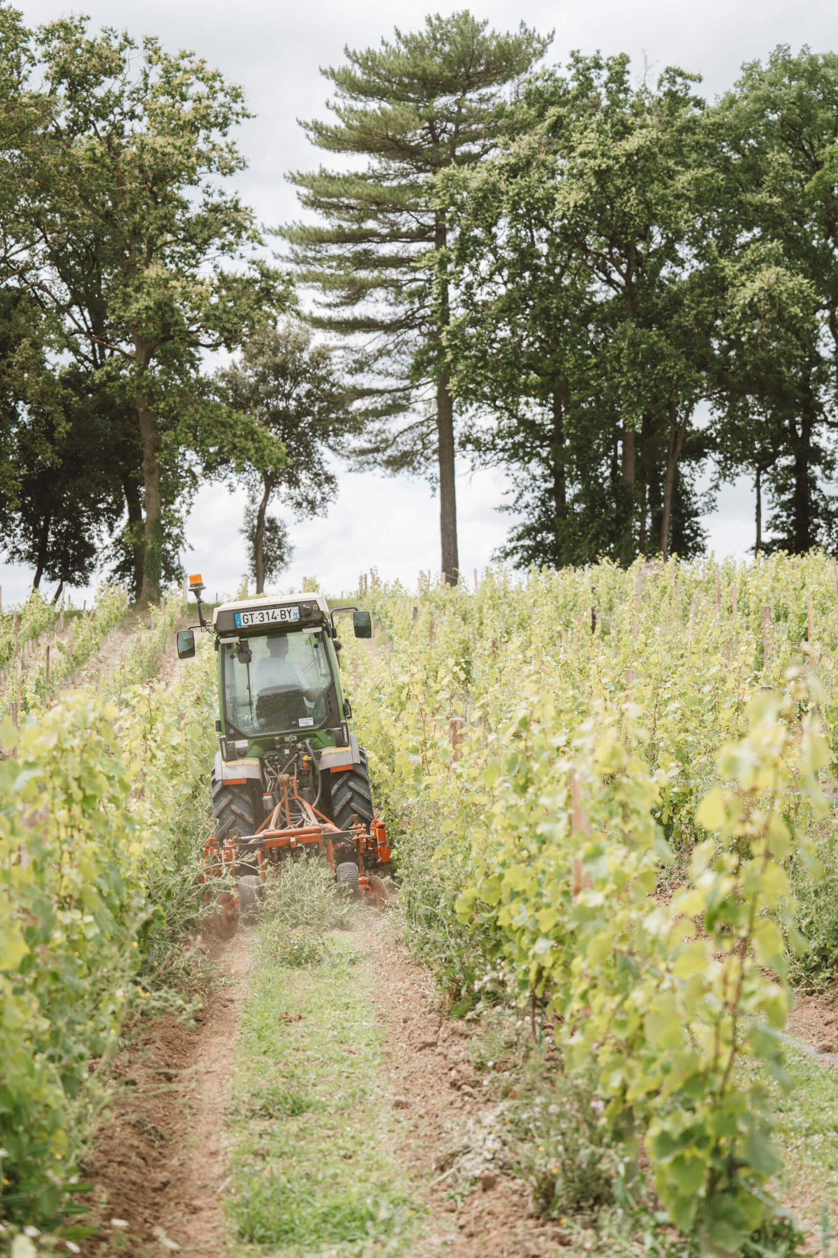 La Maison Langlois : 140 ans d’expertise du Chenin et de ses vins - Langlois Crémant de Loire