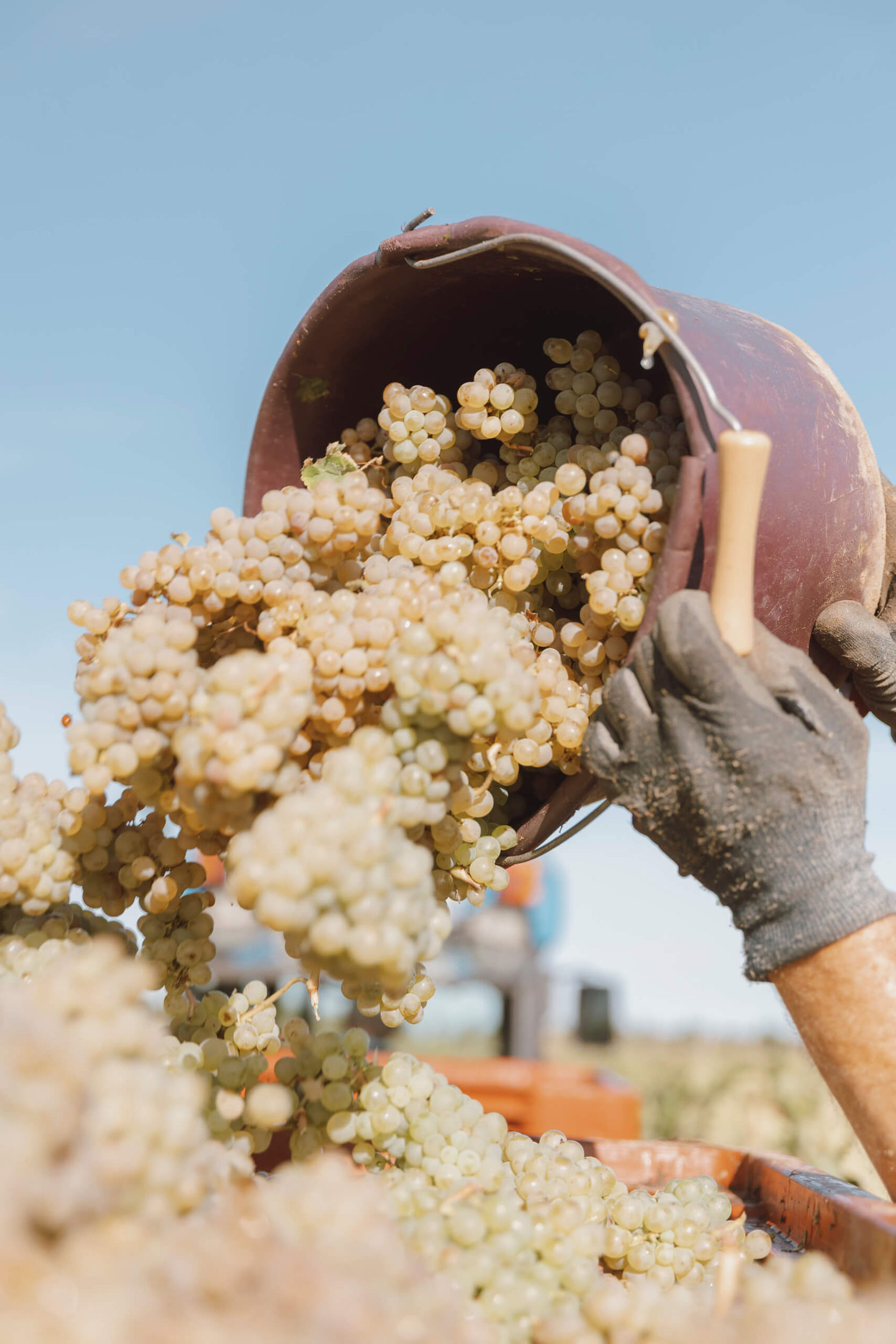 Crémant vs prosecco - Langlois Crémant de Loire