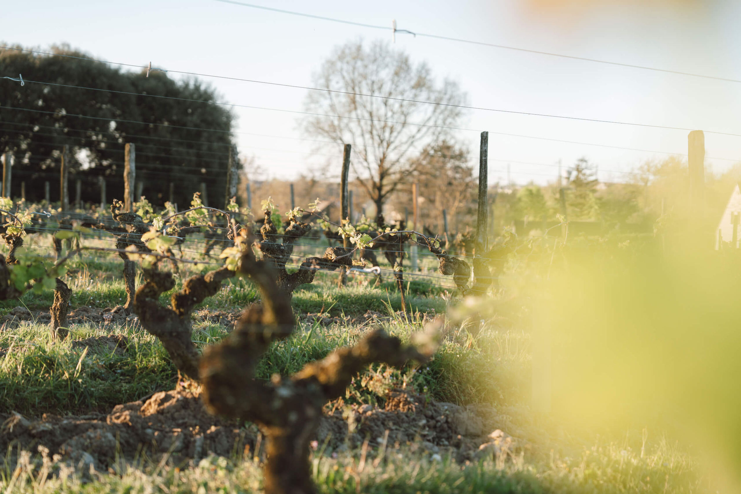 Parcelle du vignoble Langlois au cœur du Saumurois.