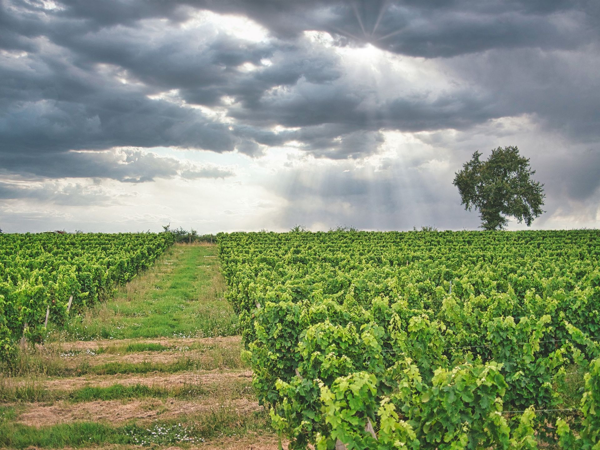 L’histoire du vignoble - Vignobles Latorse