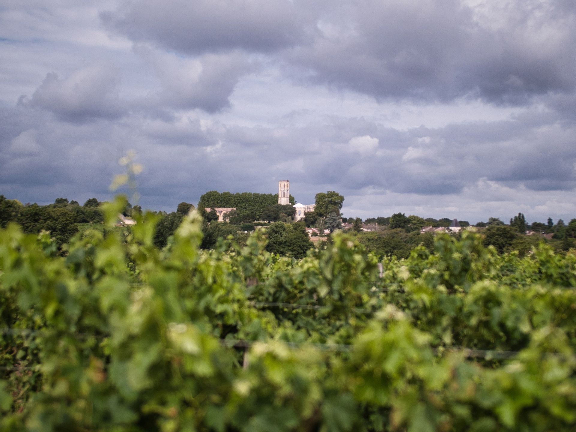 Le vignoble - Vignobles Latorse