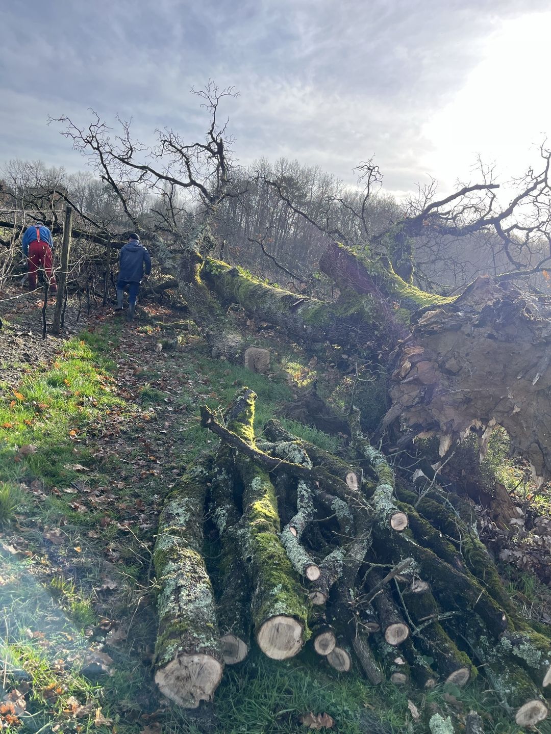 Notre chêne emblématique n’est plus… - Vignobles Latorse