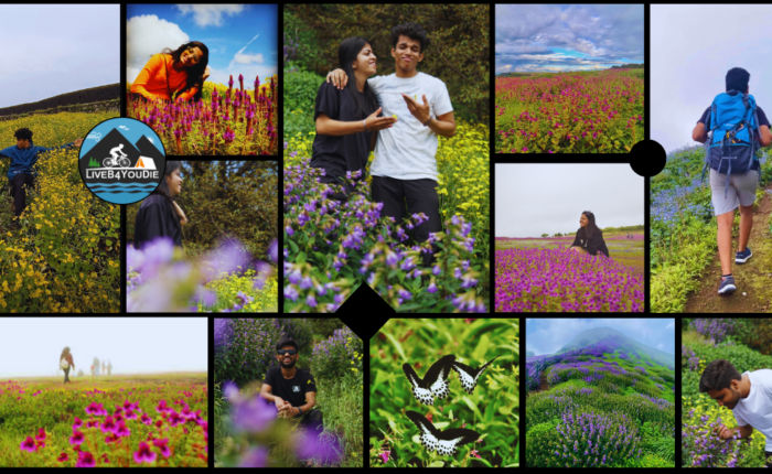 RATANGAD BLOOMING FLOWERS