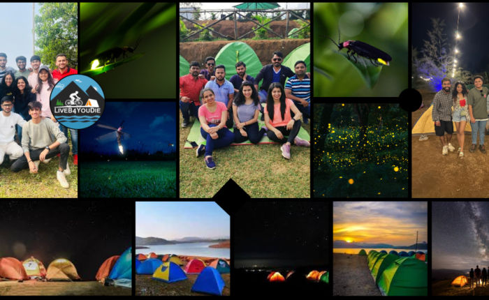 fireflies