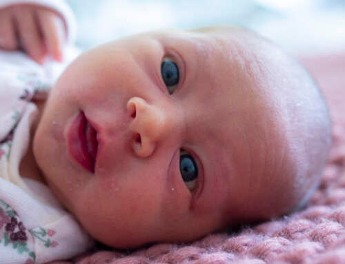 Baby Hazel Wren