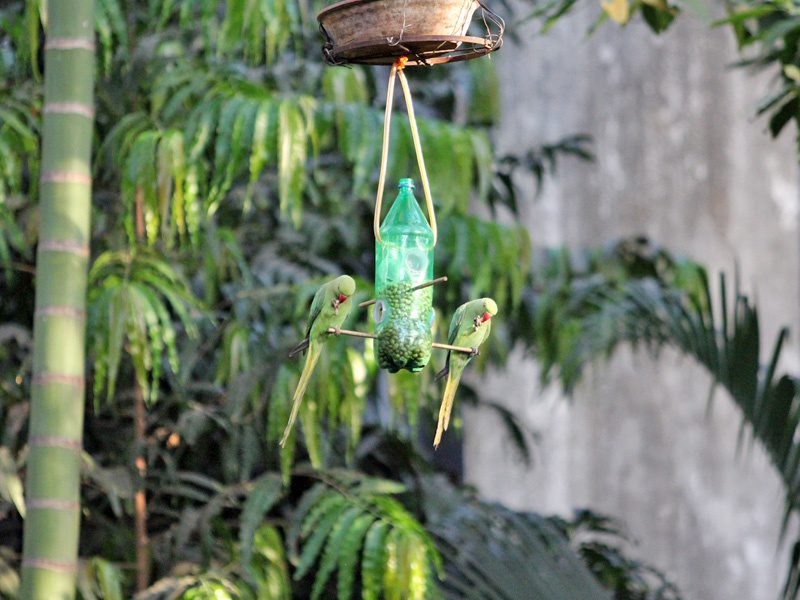 Parrots1