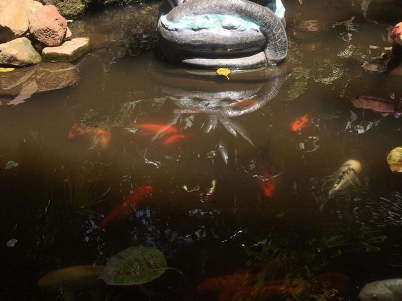 Colorful-Fishes
