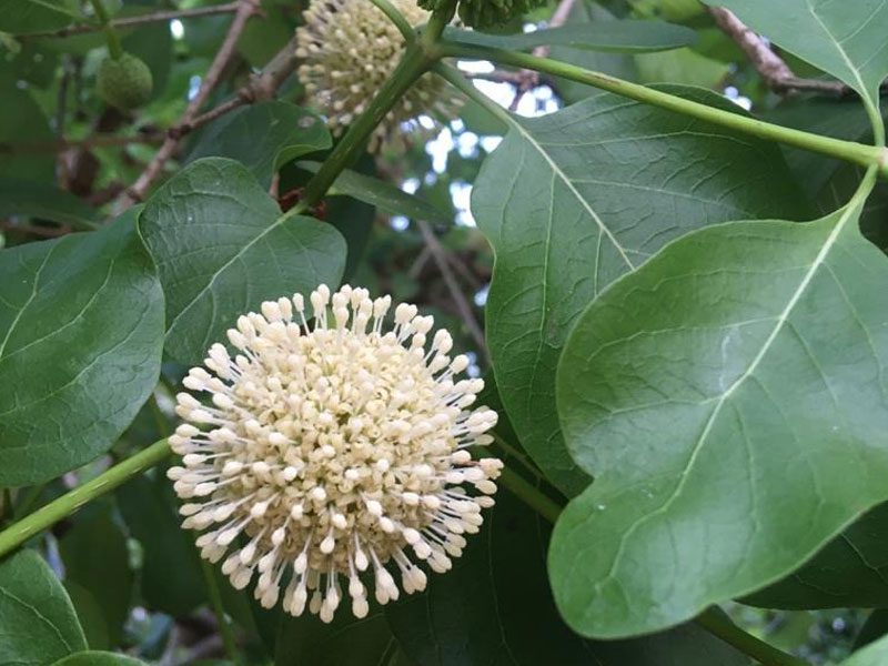 Kadamba-Flower