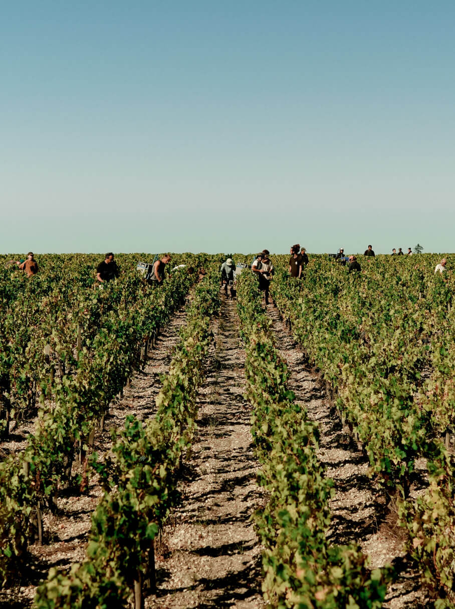 Vendanges 2022