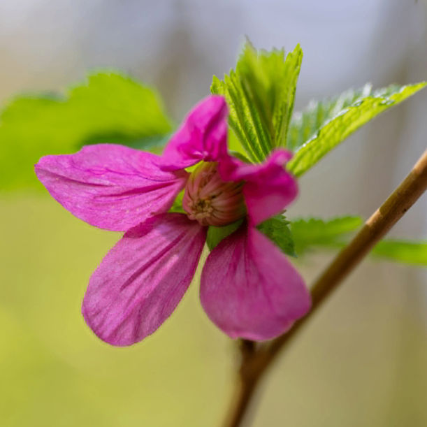 kankoku.lens Lens social identity (.lens handle) PFP