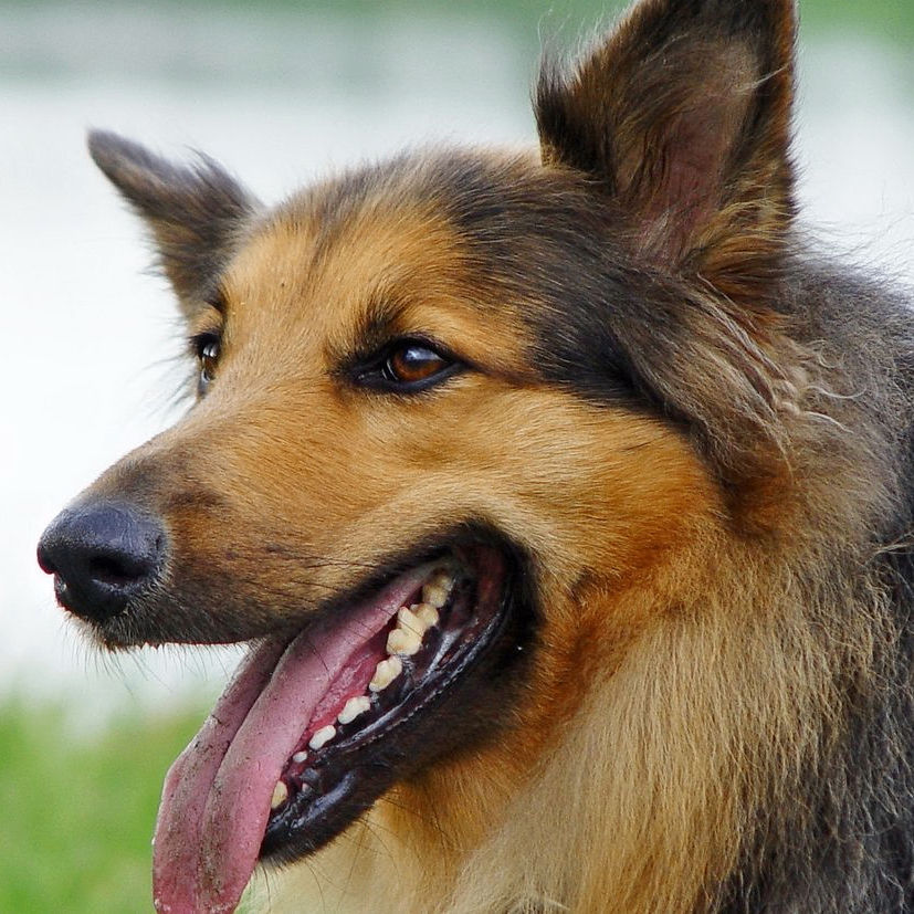 tihomir.base.eth Basenames (.base.eth domains) based on ENS PFP