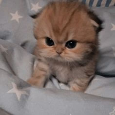 Phạm Ngọc Anh (ogogg.lens) Lens social identity (.lens handle) PFP