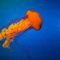 battlepagedormen.lens Lens social identity (.lens handle) PFP