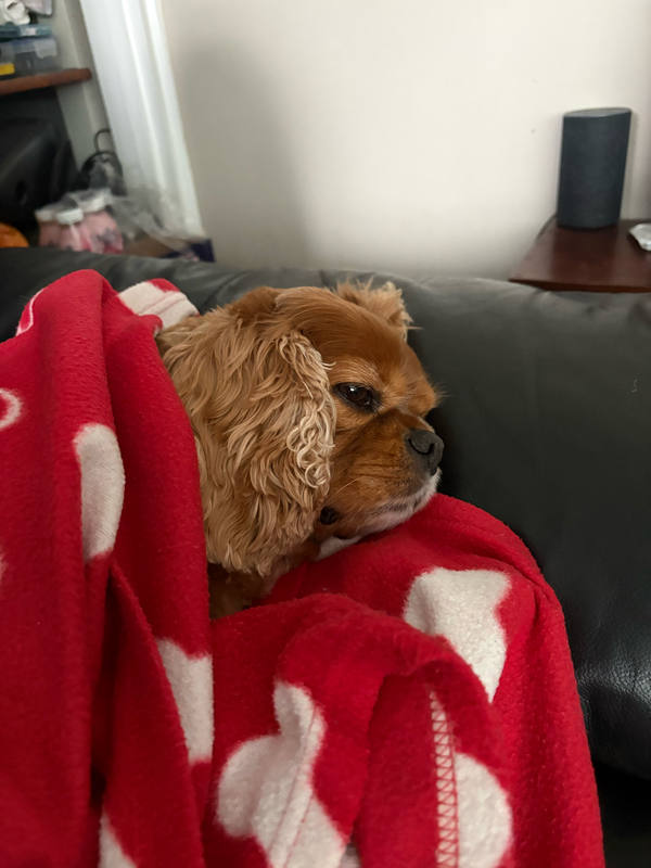 A ruby Cavalier King Charles Spaniel wrapped in a red and white heart-patterned fleece blanket on a sofa, looking sideways at the camera