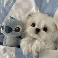 bkges (xdfteryew.lens) Lens social identity (.lens handle) PFP