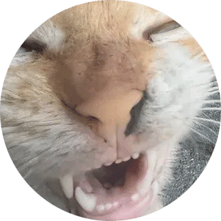 powii's Lens avatar