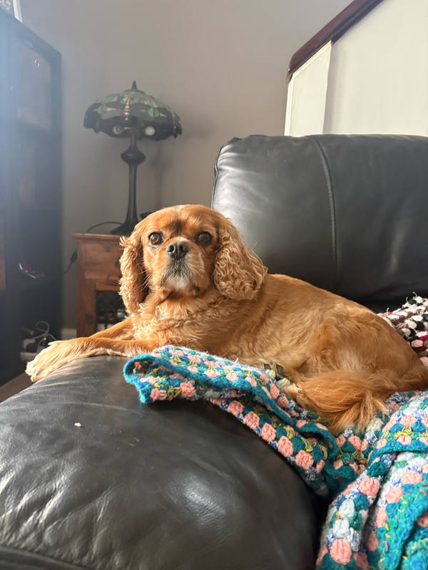 A ruby Cavalier King Charles Spaniel sitting upright on a black leather sofa beside a crocheted blanket, a stained-glass lamp behind him