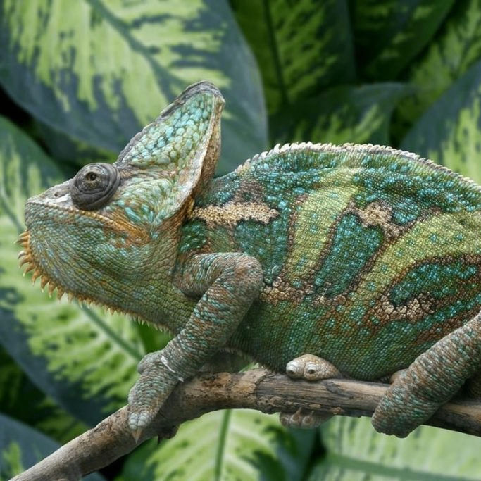 Potockijsergej157 (potockijsergej157.lens) Lens social identity (.lens handle) PFP