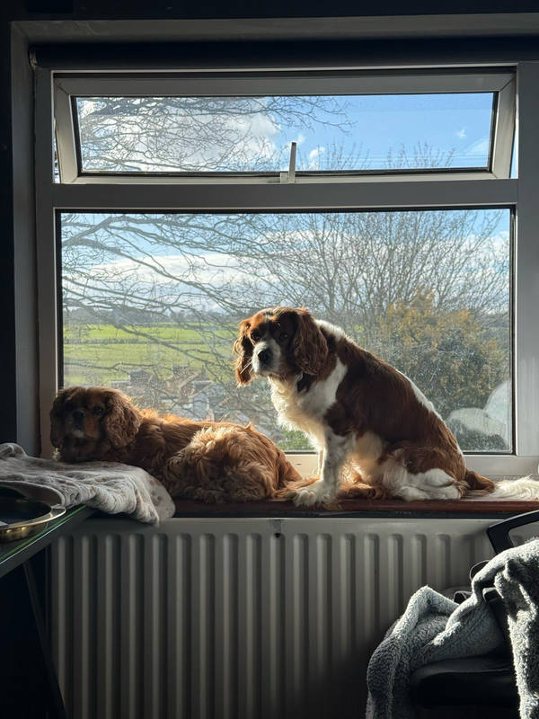 Two Cavalier King Charles Spaniels on a sunlit windowsill above a radiator, one ruby and lying down, one chestnut and white sitting upright, bare trees and fields through the glass