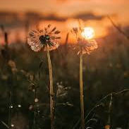 Whirl (whirlwhisper.lens) Lens social identity (.lens handle) PFP