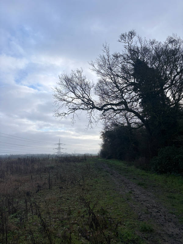 A grassy footpath running beside a hedgerow under a pale winter sky, a large bare oak overhanging on the right and a pylon in the distance
