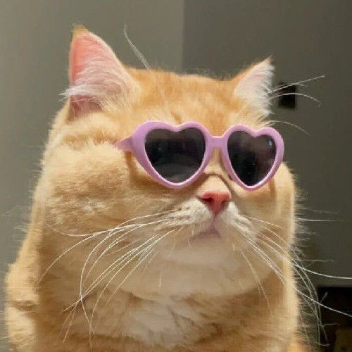 Cat in Lens. (catinlens.lens) Lens social identity (.lens handle) PFP