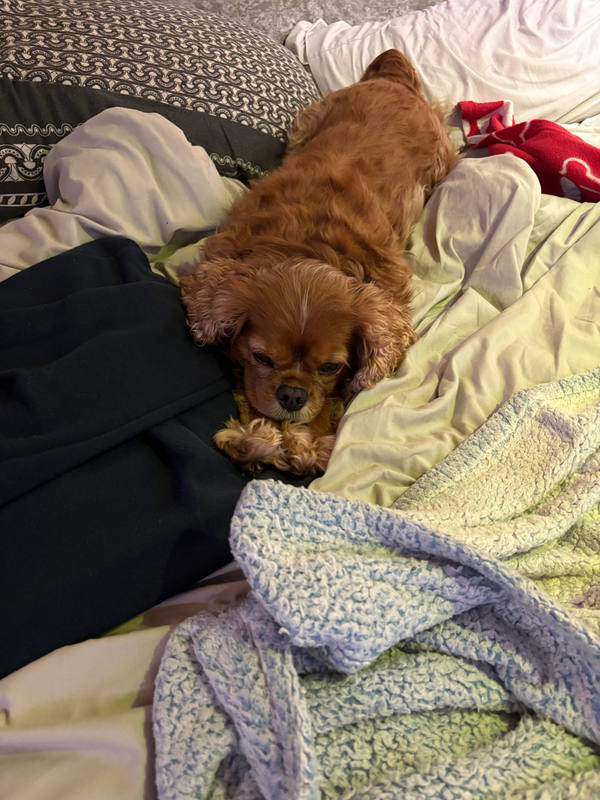 A ruby Cavalier King Charles Spaniel sprawled across an unmade bed among rumpled sheets and a pale green quilt