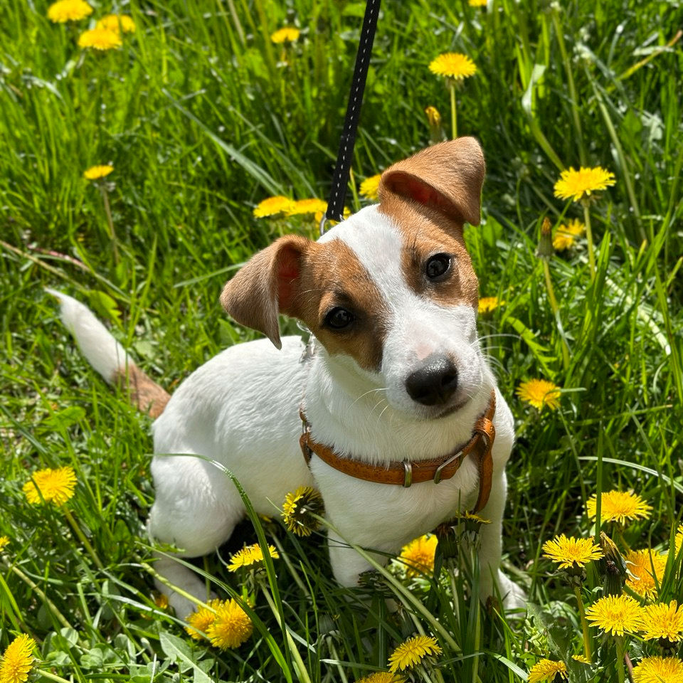 valentyne (valentyne.lens) Lens social identity (.lens handle) PFP