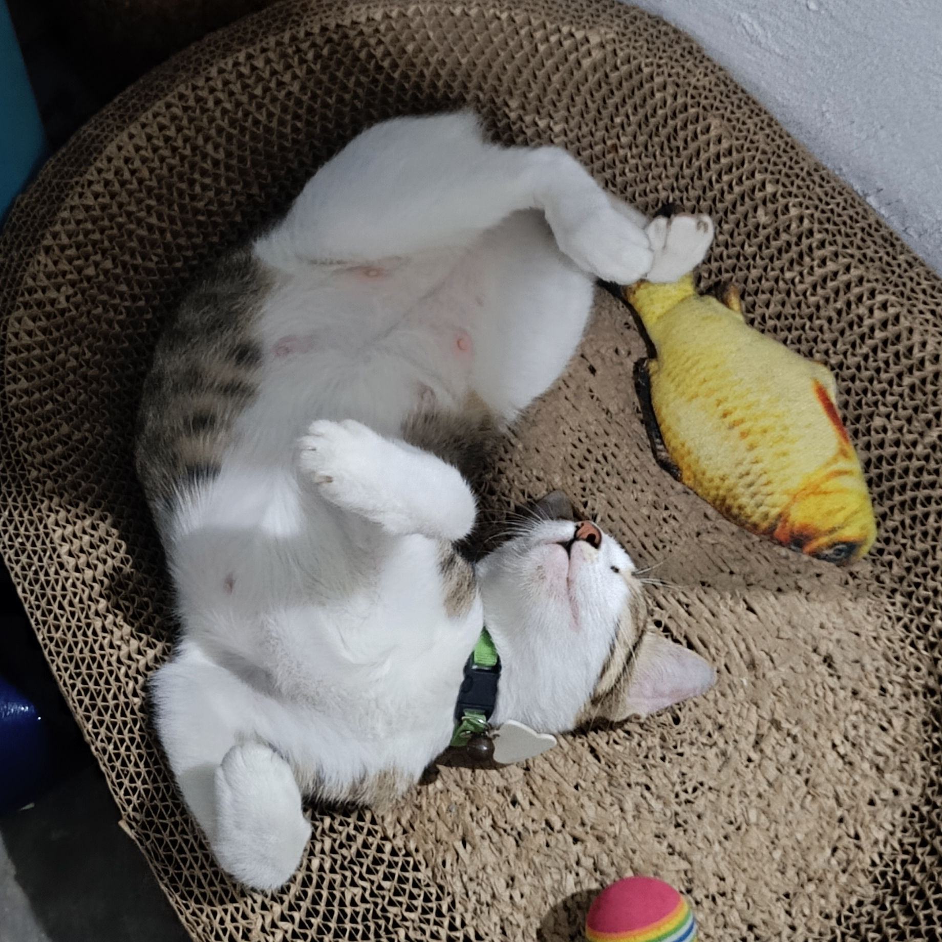 sagitarius (sagitarius.lens) Lens social identity (.lens handle) PFP