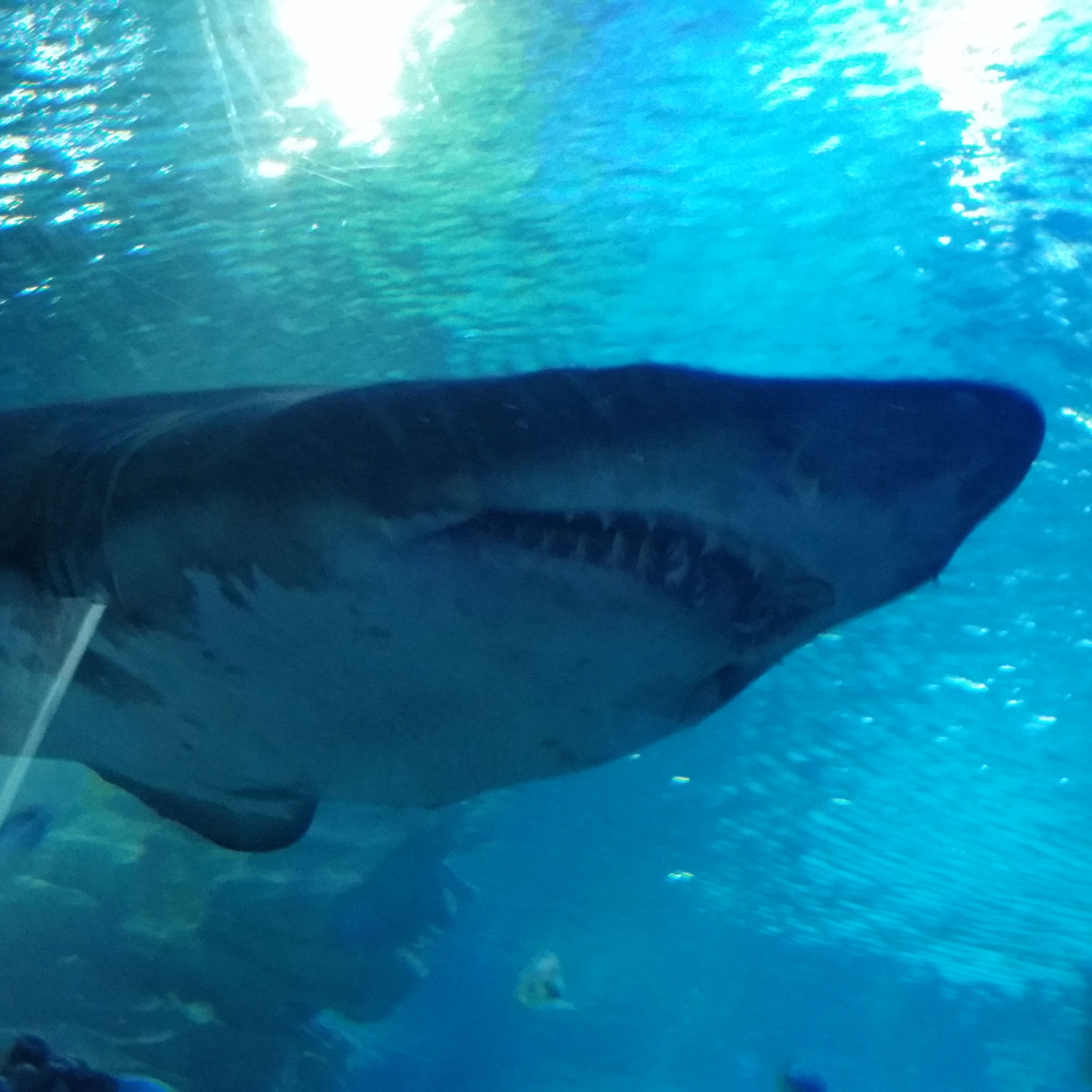 Alex (satoshiboss.lens) Lens social identity (.lens handle) PFP