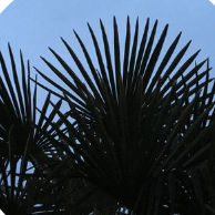 lovest (lovest.lens) Lens social identity (.lens handle) PFP