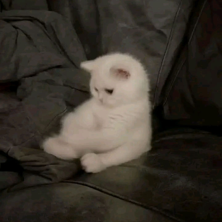 Swarnendu Mandal (swarno.lens) Lens social identity (.lens handle) PFP