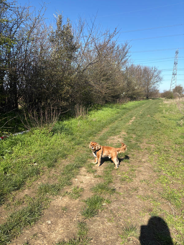 A small tan and white spaniel standing mid-stride on a grassy track between hedgerows, pylon and open field beyond, the photographer's shadow in the foreground