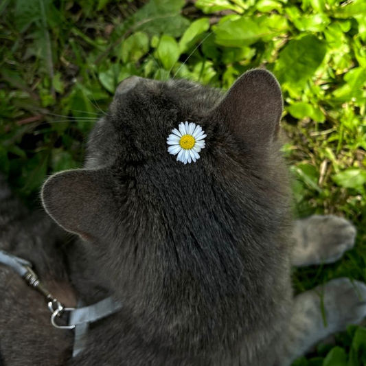 onnieshop.lens Lens social identity (.lens handle) PFP