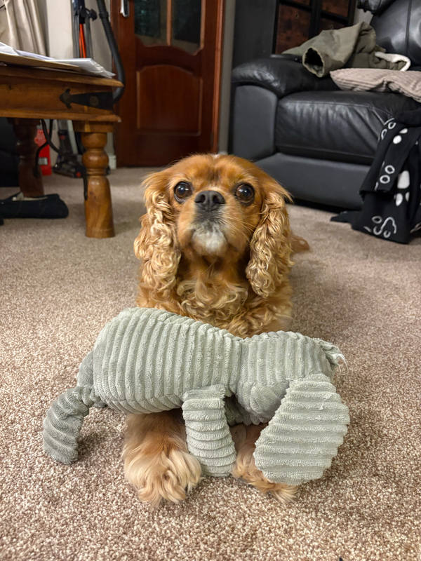 A ruby Cavalier King Charles Spaniel lying on a carpet with a grey corduroy elephant toy between his paws, looking up at the camera