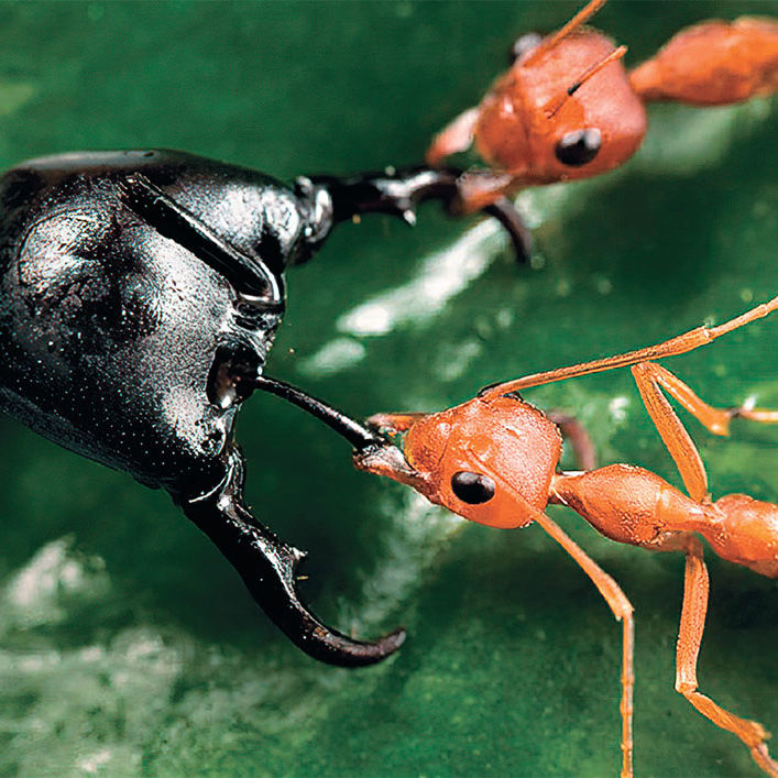 arturpirogov283 (arturpirogov283.lens) Lens social identity (.lens handle) PFP