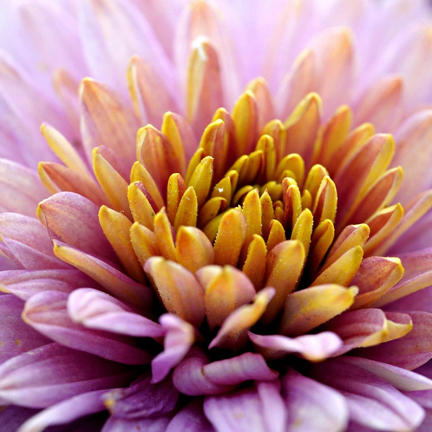 bigpanda1.lens Lens social identity (.lens handle) PFP