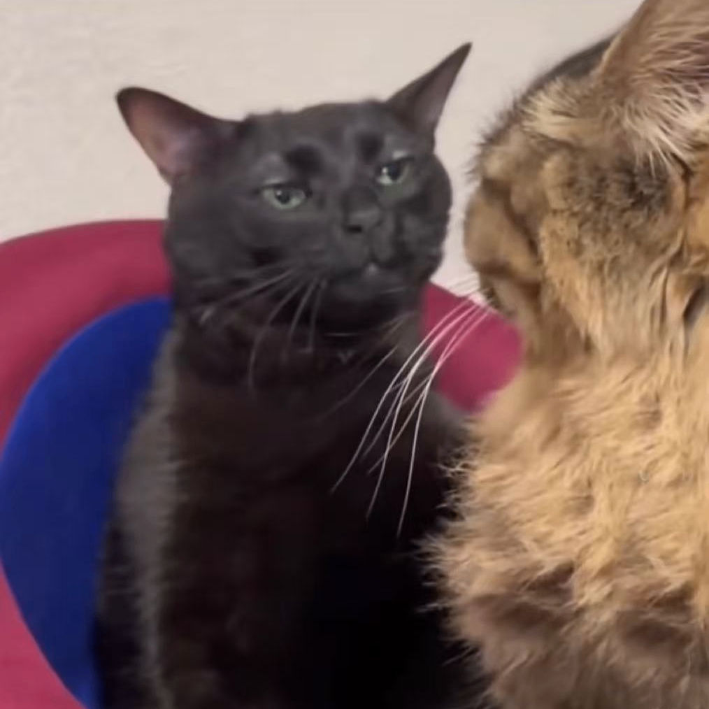 grey645y7.lens Lens social identity (.lens handle) PFP