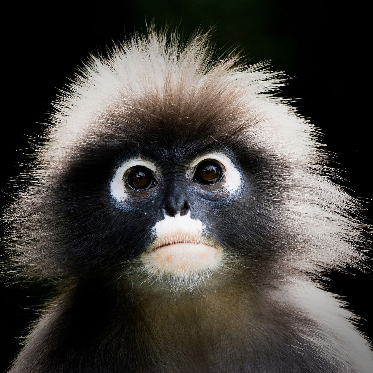 sergeykonovalov.eth Ethereum Name Service (ENS and .eth domain) PFP