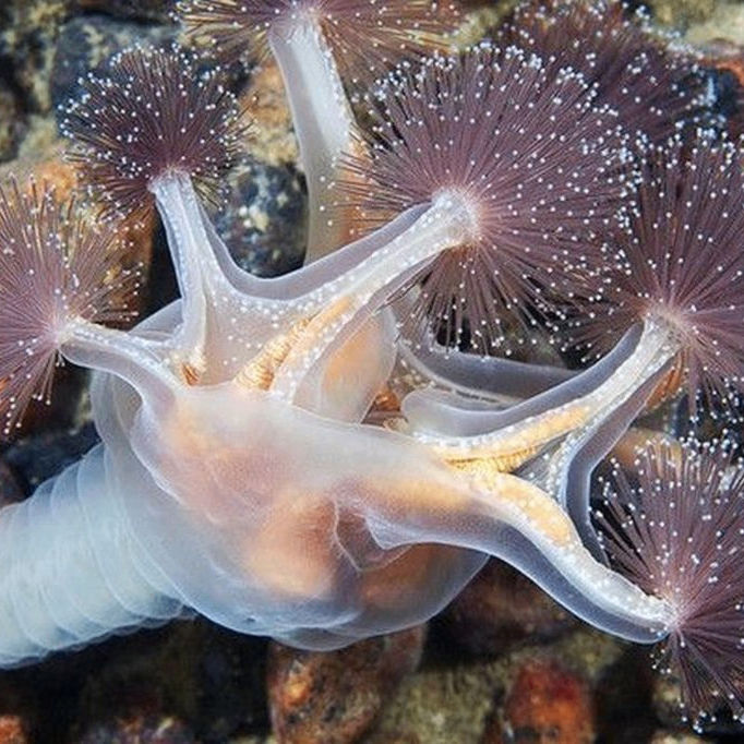 Elena (elenapetrova.lens) Lens social identity (.lens handle) PFP