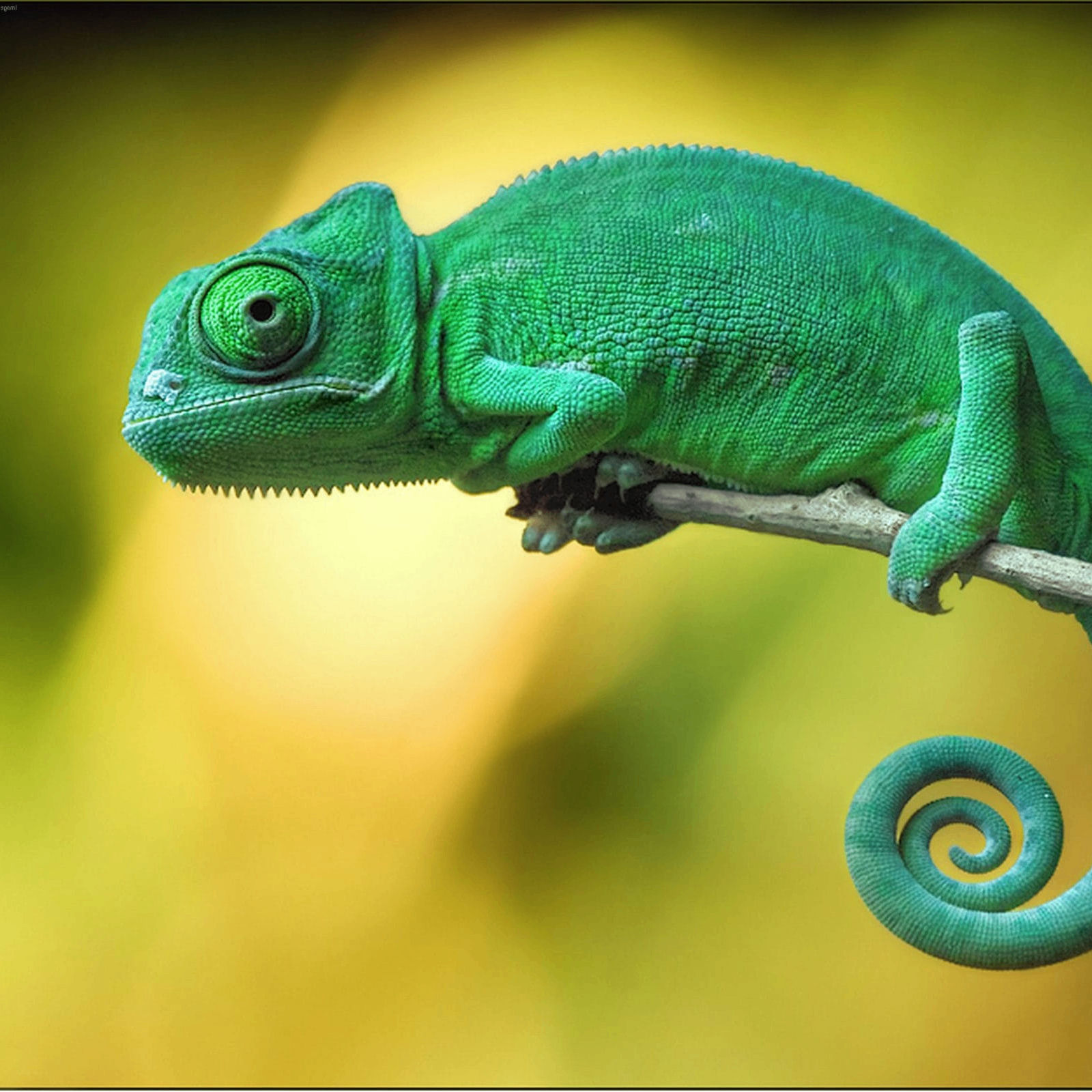 Odemidenko27 (odemidenko27.lens) Lens social identity (.lens handle) PFP