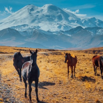 pamir's Lens avatar