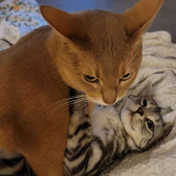 taolati20011 (taolati20011.lens) Lens social identity (.lens handle) PFP