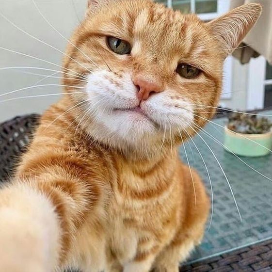 Basecat's Lens avatar