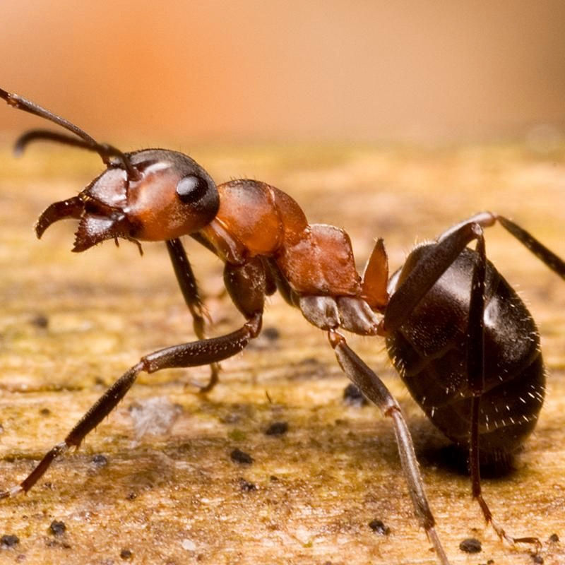 stewartgardner.eth Ethereum Name Service (ENS and .eth domain) PFP